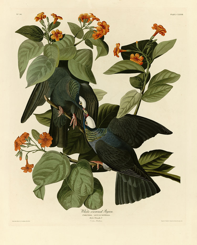 Plate 177 White crowned Pigeon crop John James Audubon tablo - Dekolata