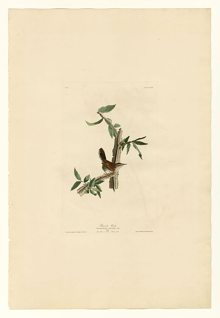 Plate 18. Bewick's Wren John James Audubon tablo - Dekolata