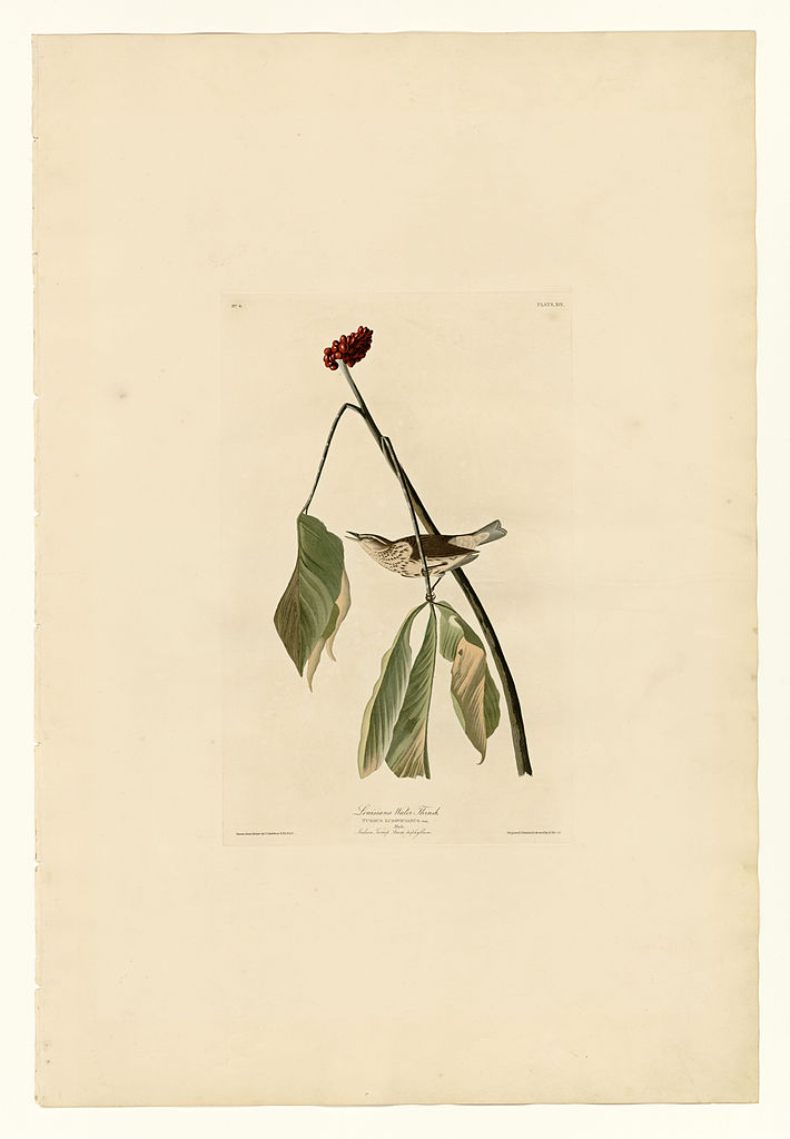 Plate 19. Louisiana Water Thrush John James Audubon tablo - Dekolata