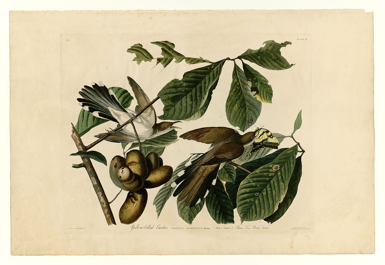 Plate 2. Yellow billed Cuckoo John James Audubon tablo - Dekolata