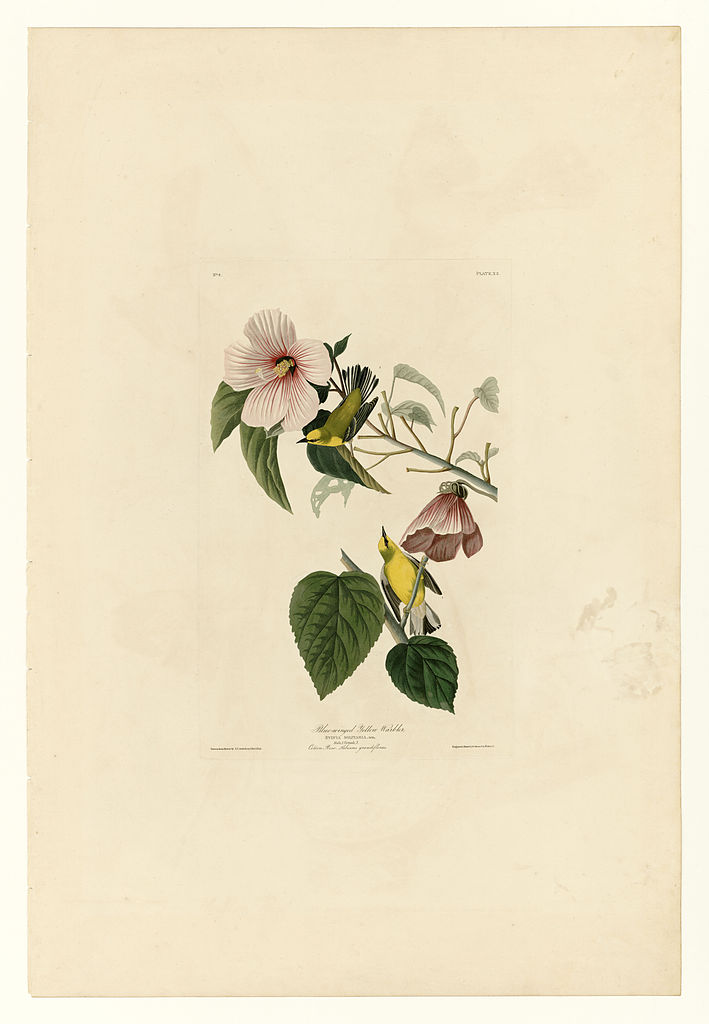 Plate 20. Blue winged Yellow Warbler John James Audubon tablo - Dekolata