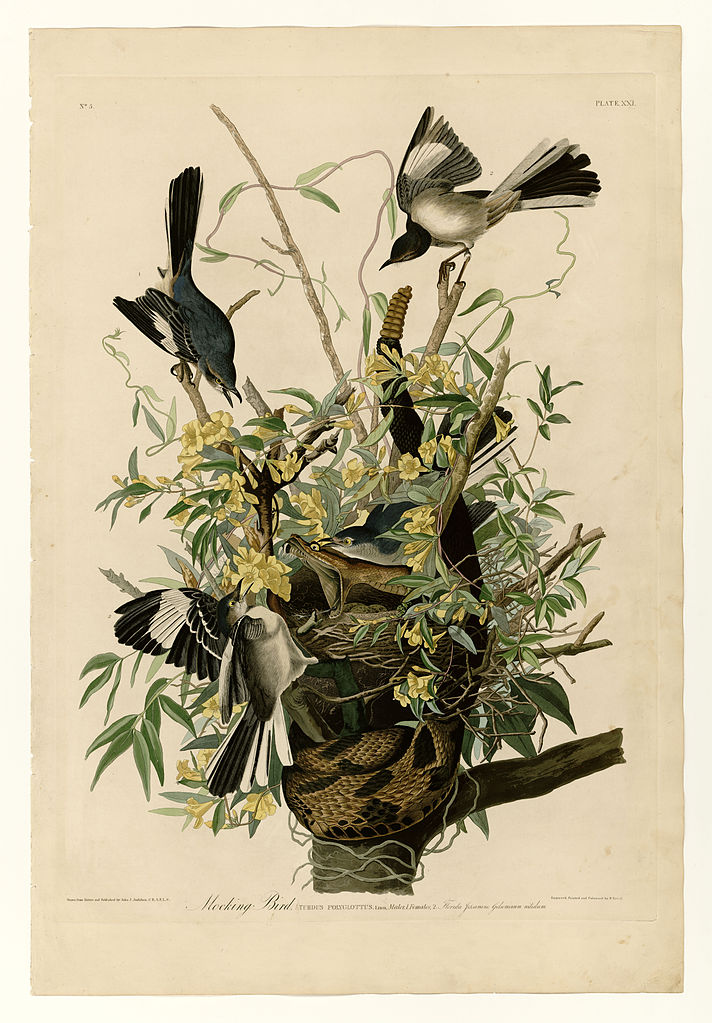 Plate 21. Mocking Bird John James Audubon tablo - Dekolata