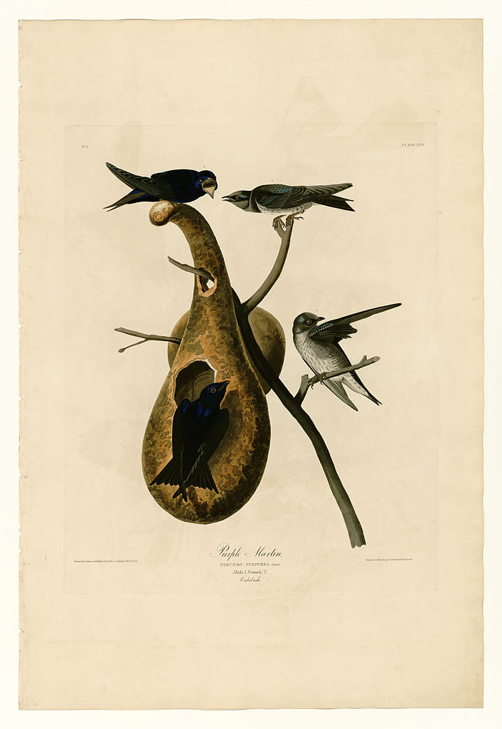 Plate 22. Purple Martin John James Audubon tablo - Dekolata