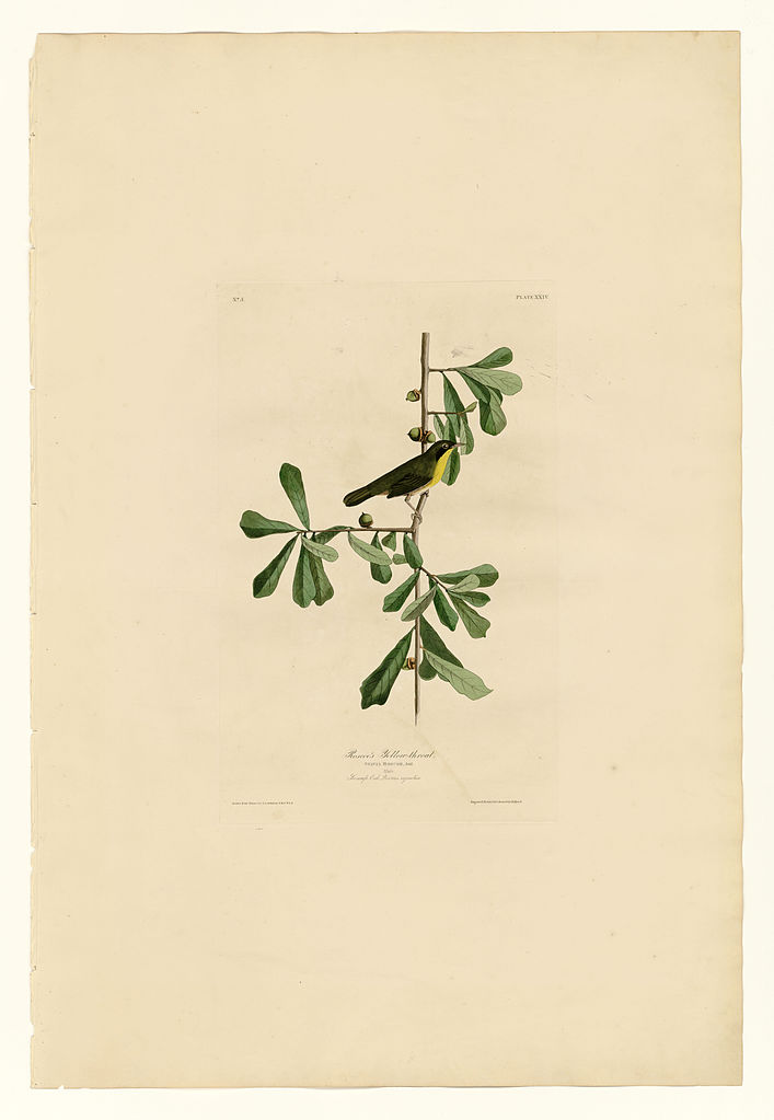 Plate 24. Roscoe's Yellow throat John James Audubon tablo - Dekolata