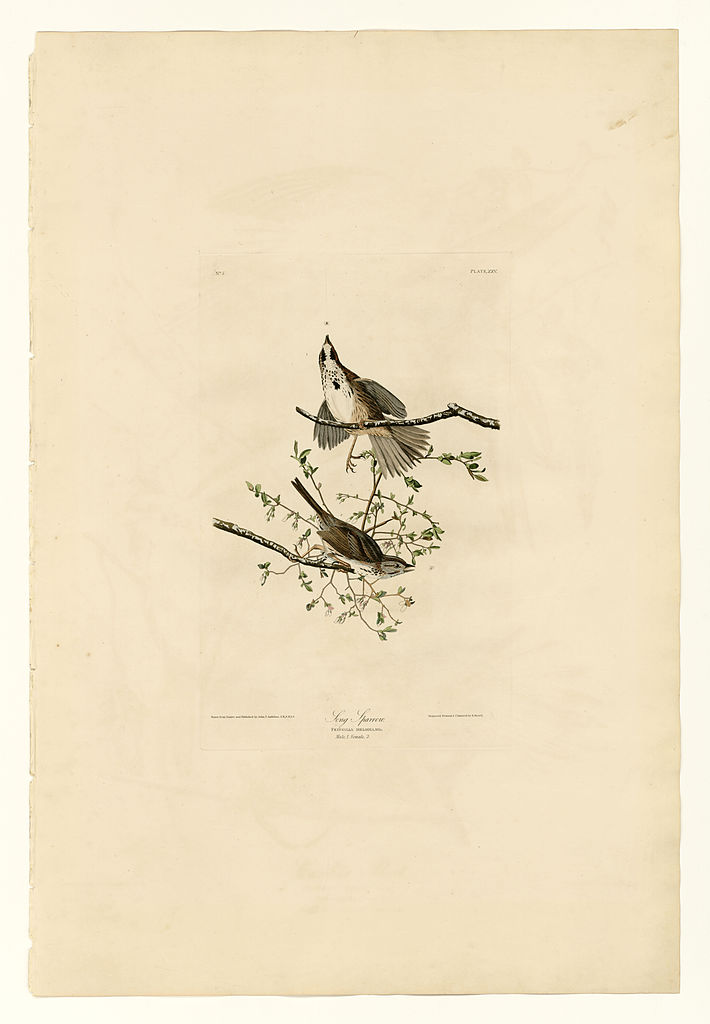 Plate 25. Song Sparrow John James Audubon tablo - Dekolata