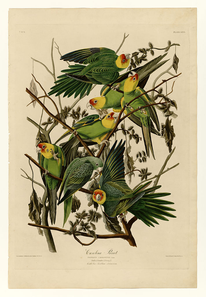 Plate 26. Carolina Parrot John James Audubon tablo - Dekolata