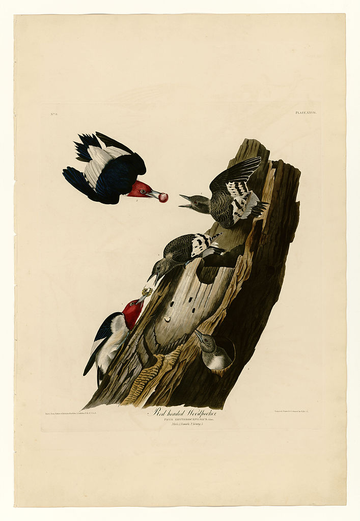 Plate 27. Red headed Woodpecker – John James Audubon Tablo