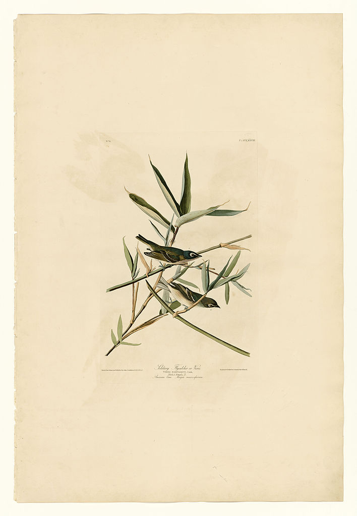 Plate 28. Solitary Flycatcher or Vireo John James Audubon tablo - Dekolata