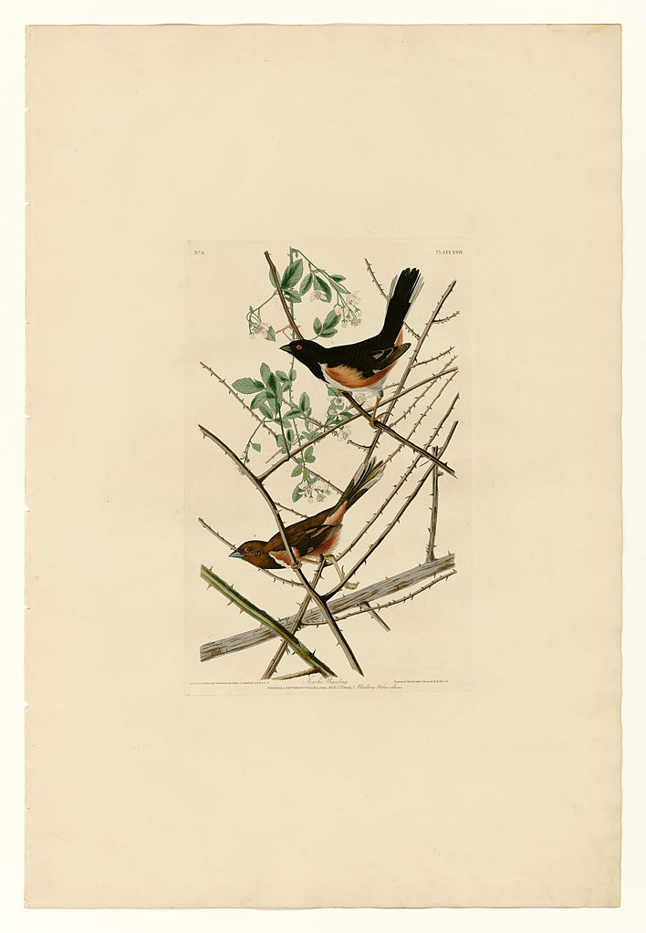 Plate 29. Towhe Bunting John James Audubon tablo - Dekolata