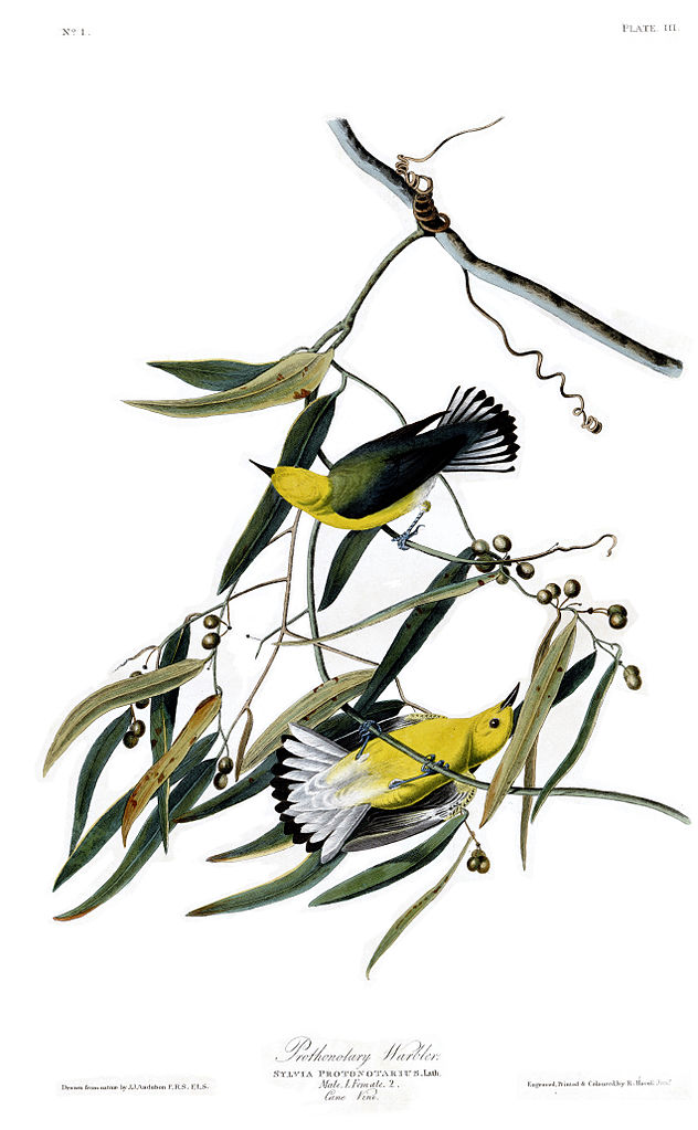 Plate 3. Prothonotary Warbler John James Audubon tablo - Dekolata