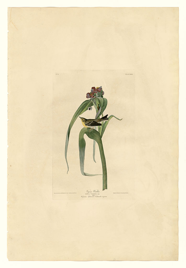 Plate 30. Vigor's Warbler John James Audubon tablo - Dekolata