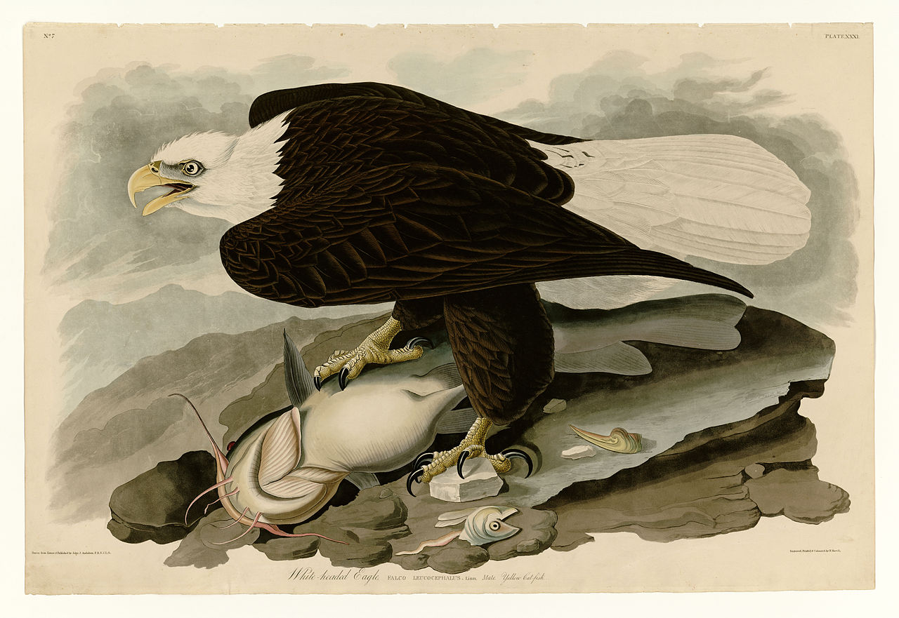 Plate 31. White headed Eagle – John James Audubon Tablo