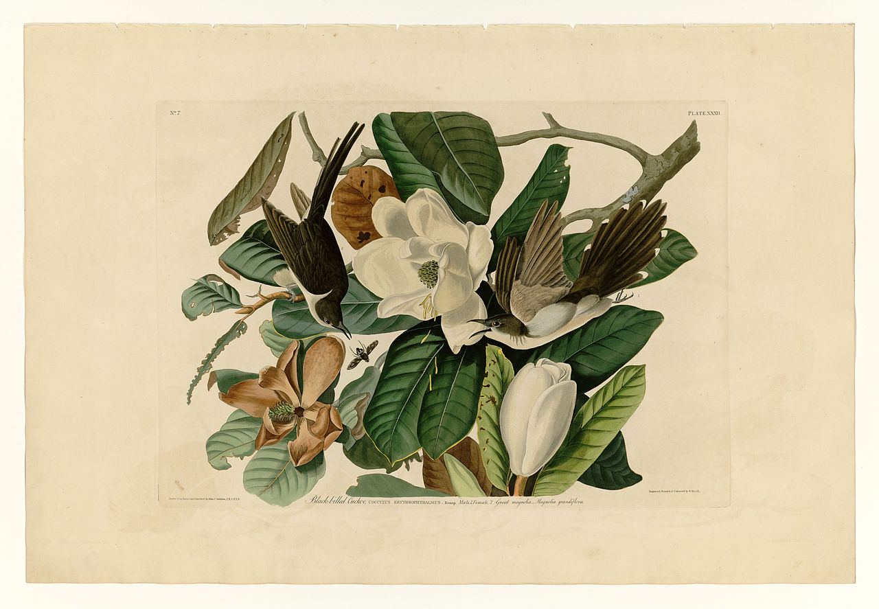 Plate 32. Black billed Cuckoo John James Audubon tablo - Dekolata