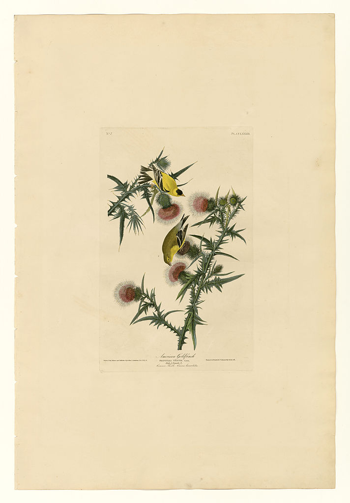 Plate 33. American Goldfinch – John James Audubon Tablo