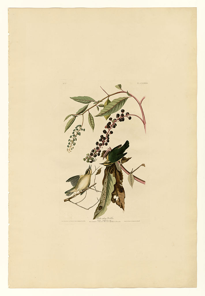 Plate 34. Worm eating Warbler – John James Audubon Tablo