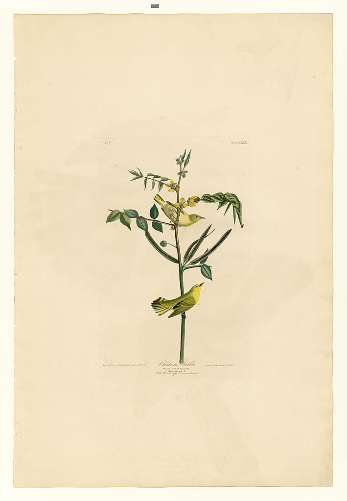 Plate 35. Children's Warbler John James Audubon tablo - Dekolata