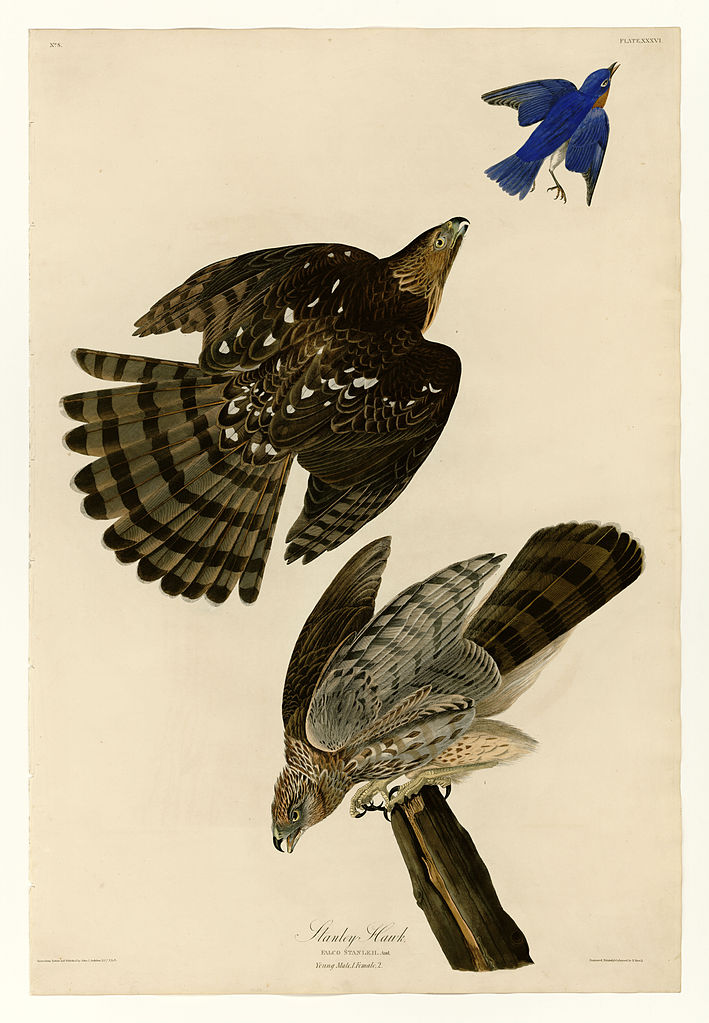 Plate 36. Stanley Hawk – John James Audubon Tablo