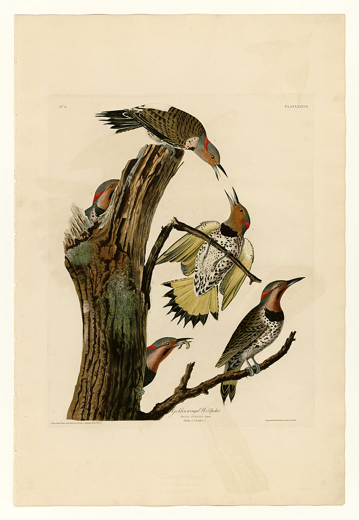 Plate 37. Golden winged Woodpecker John James Audubon tablo - Dekolata