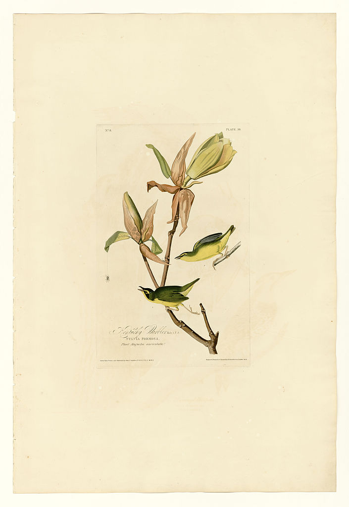 Plate 38. Kentucky Warbler John James Audubon tablo - Dekolata