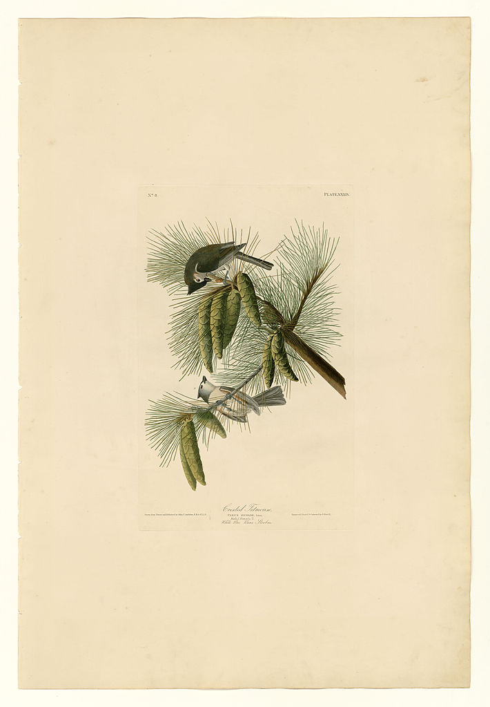 Plate 39. Crested Titmouse John James Audubon tablo - Dekolata