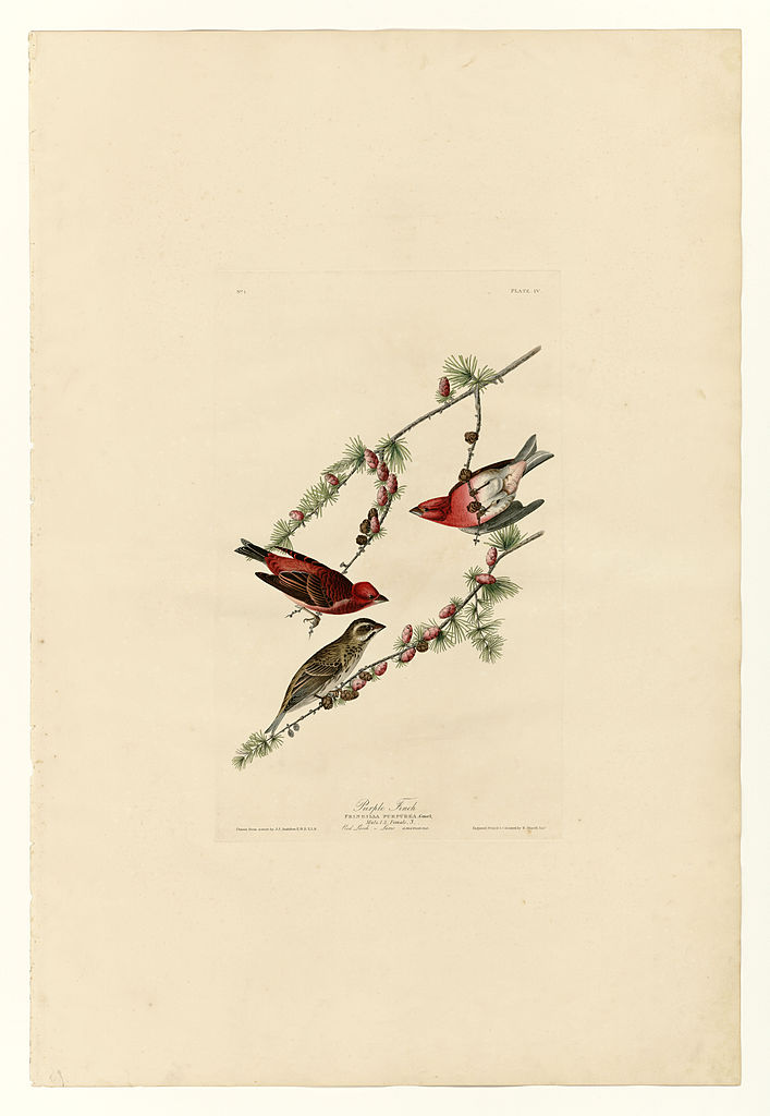 Plate 4. Purple Finch John James Audubon tablo - Dekolata