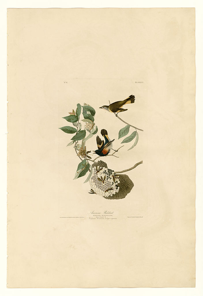 Plate 40. American Redstart John James Audubon tablo - Dekolata