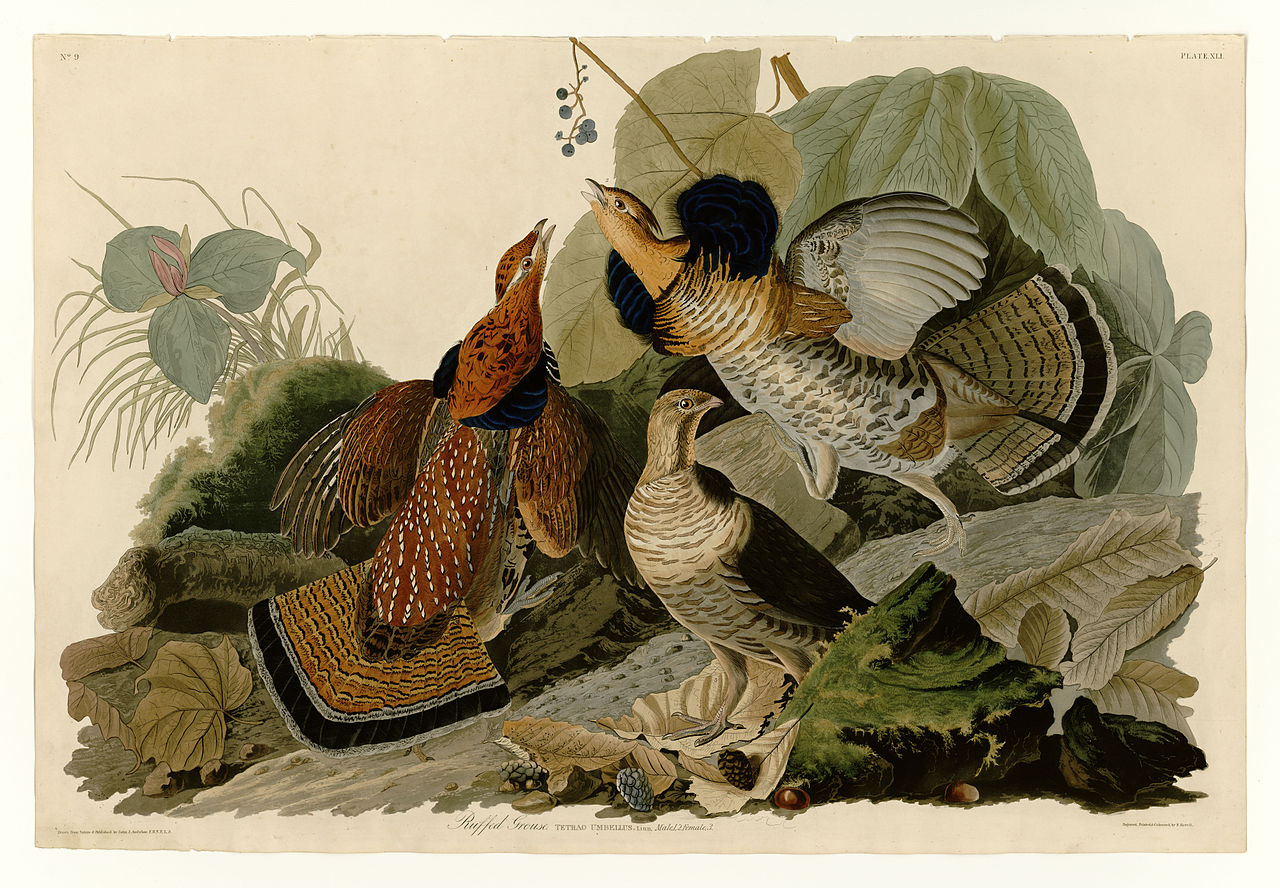Plate 41. Ruffed Grouse John James Audubon tablo - Dekolata