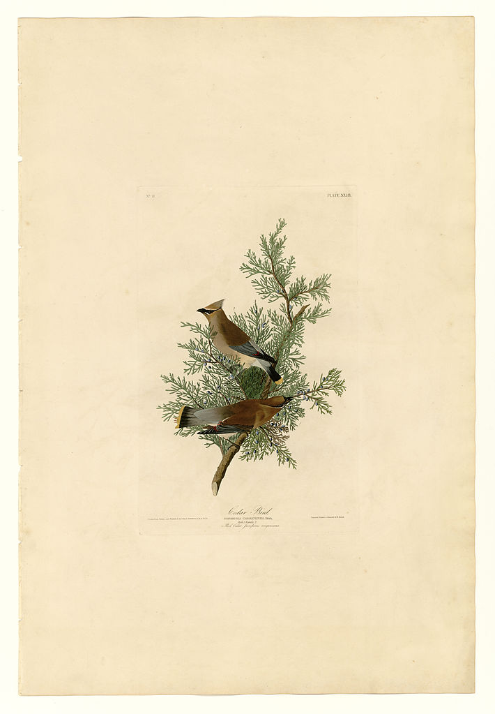 Plate 43. Cedar Bird John James Audubon tablo - Dekolata