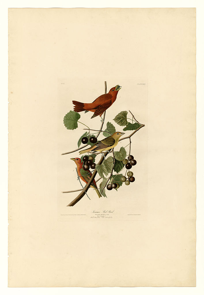Plate 44. Summer Red Bird John James Audubon tablo - Dekolata