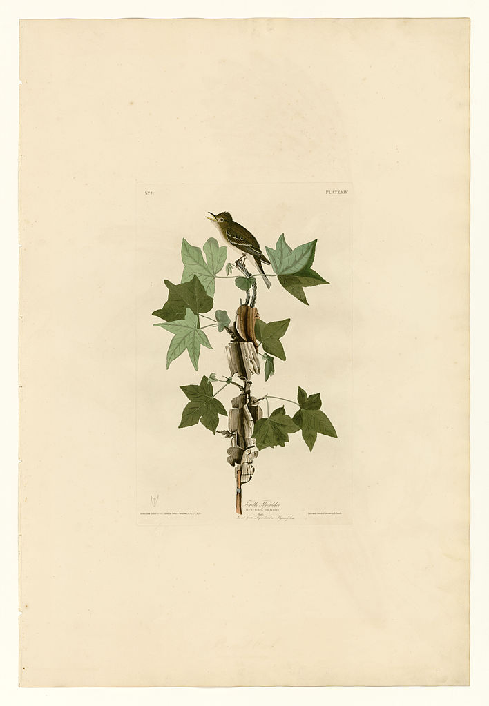 Plate 45. Traill's Flycatcher John James Audubon tablo - Dekolata