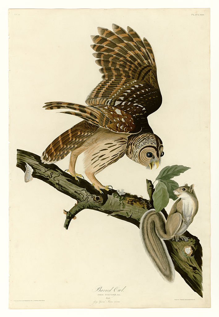 Plate 46. Barred Owl – John James Audubon Tablo