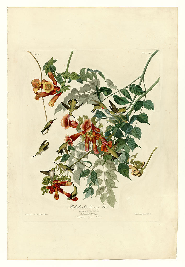 Plate 47. Ruby throated Humming Bird – John James Audubon Tablo