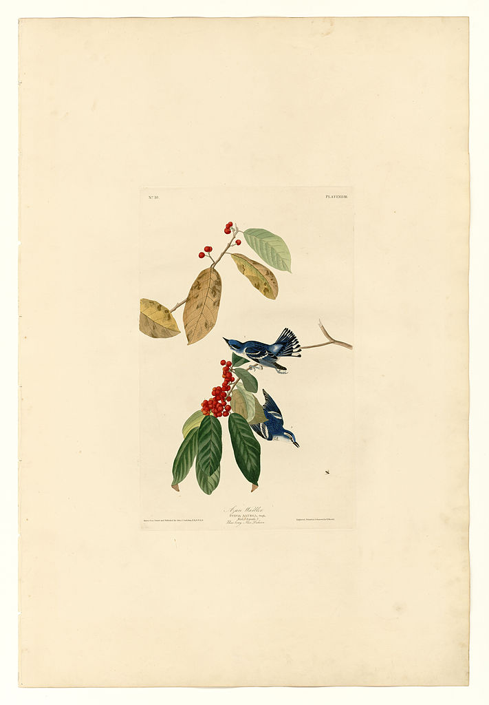 Plate 48. Azure Warbler John James Audubon tablo - Dekolata