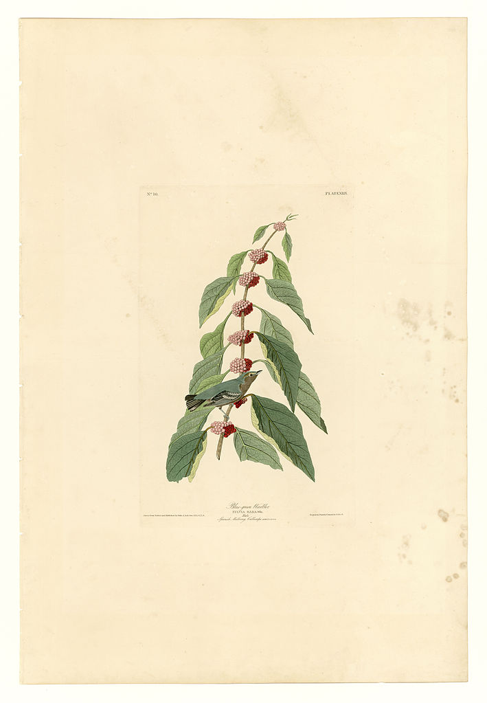 Plate 49. Blue green Warbler John James Audubon tablo - Dekolata