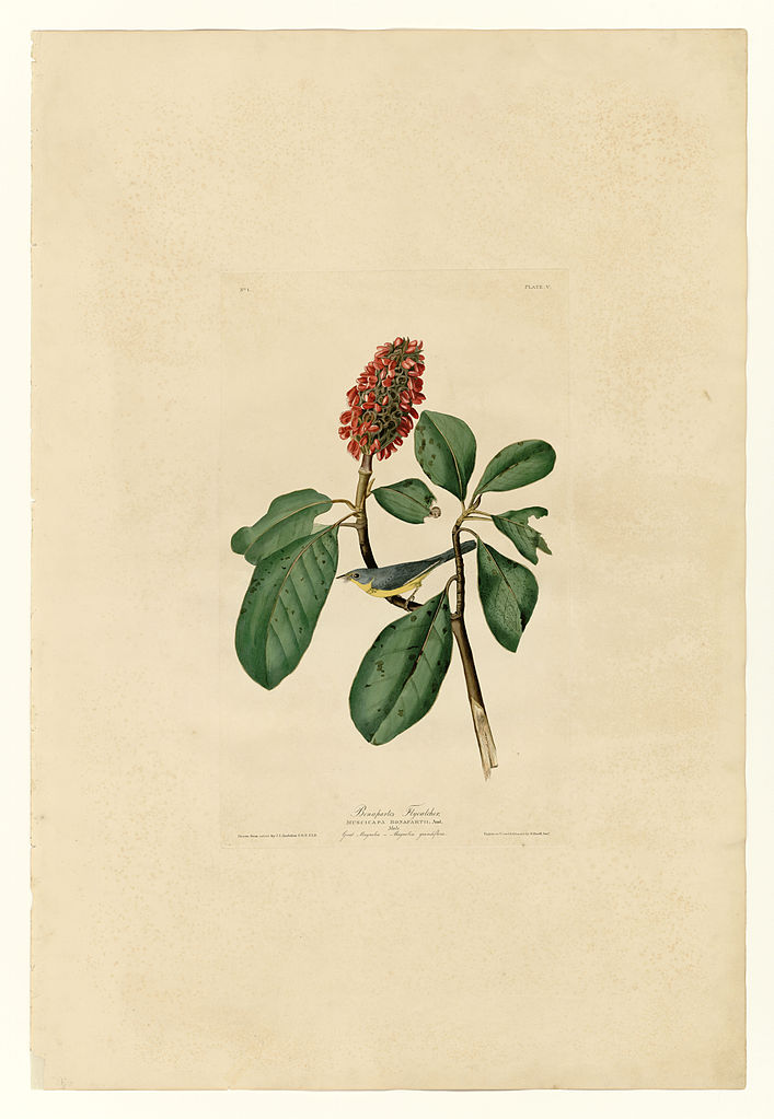 Plate 5. Bonaparte's Flycatcher John James Audubon tablo - Dekolata