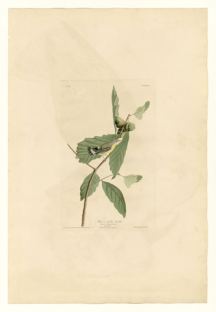 Plate 50. Black & Yellow Warbler John James Audubon tablo - Dekolata