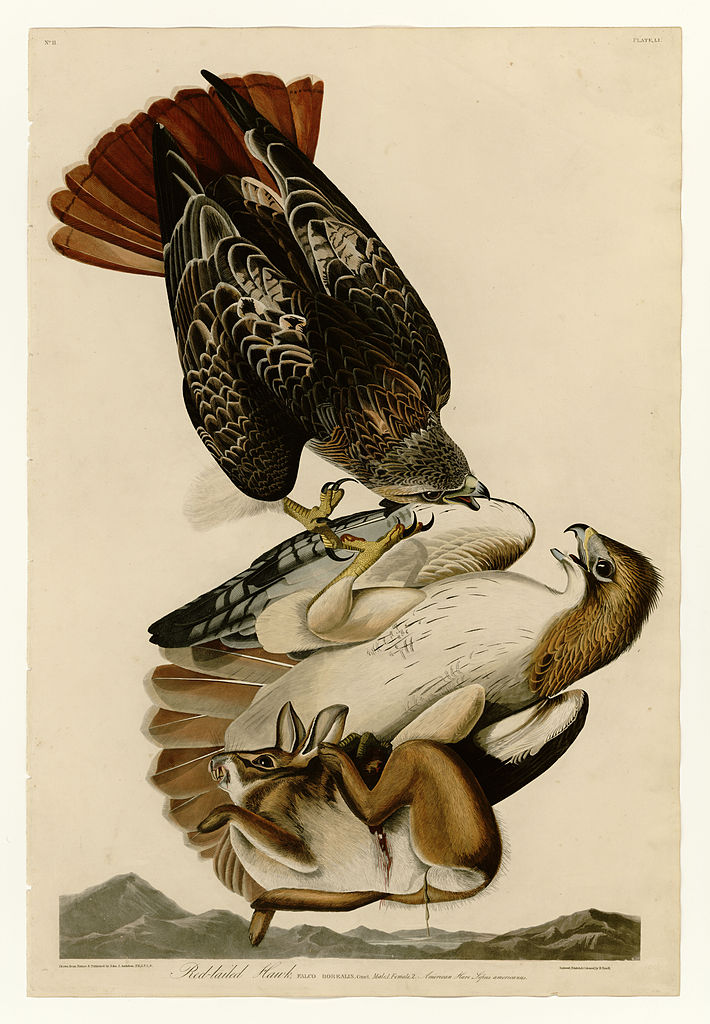 Plate 51. Red tailed Hawk John James Audubon tablo - Dekolata