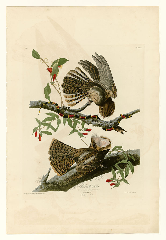 Plate 52. Chuck will's Widow John James Audubon tablo - Dekolata