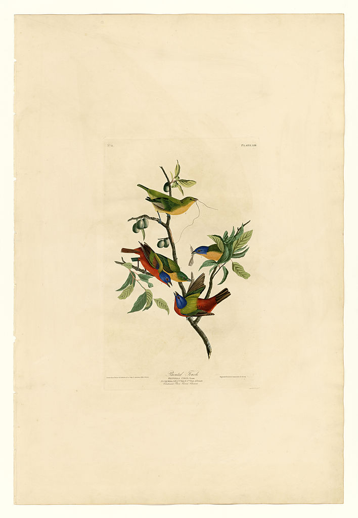 Plate 53. Painted Finch John James Audubon tablo - Dekolata