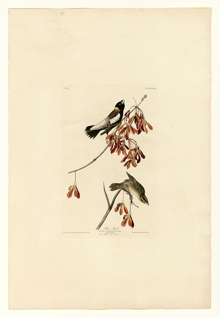Plate 54. Rice Bird – John James Audubon Tablo