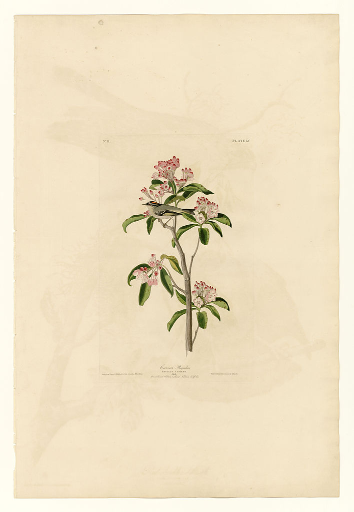 Plate 55. Cuvier's Regulus John James Audubon tablo - Dekolata