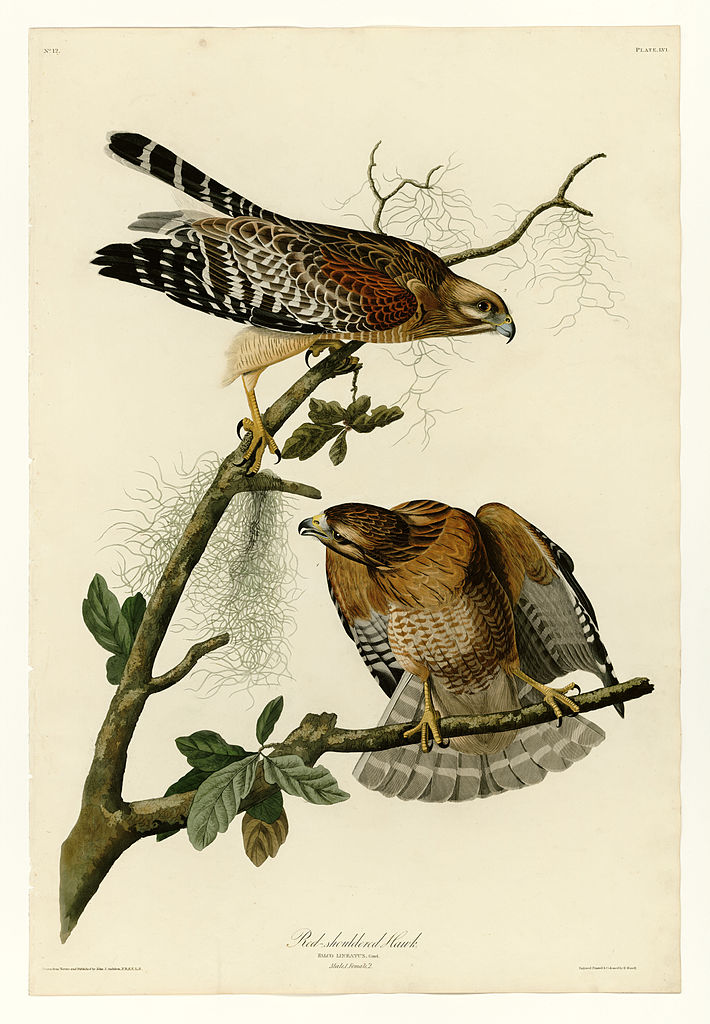 Plate 56. Red shouldered Hawk John James Audubon tablo - Dekolata
