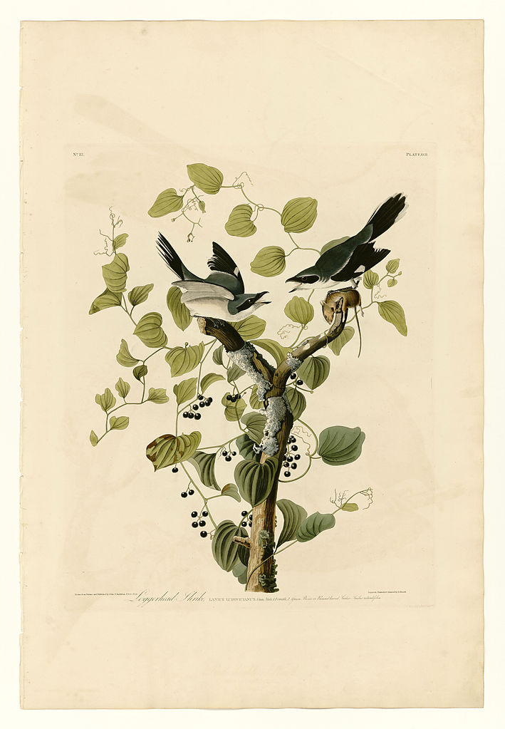 Plate 57. Loggerhead Shrike John James Audubon tablo - Dekolata