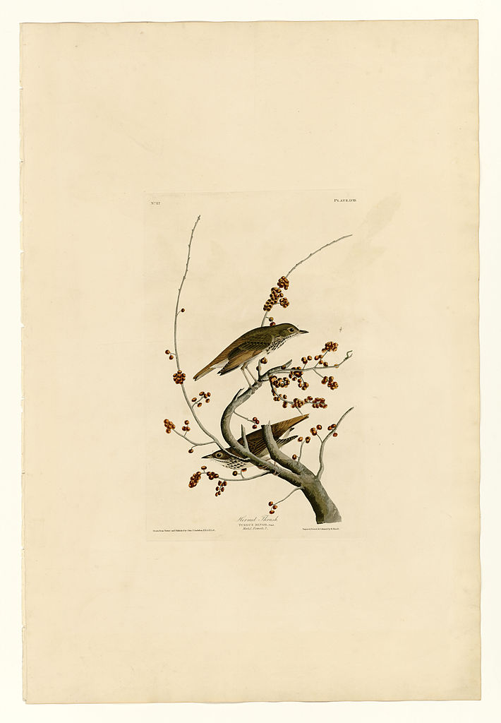 Plate 58.Hermit Thrush John James Audubon tablo - Dekolata