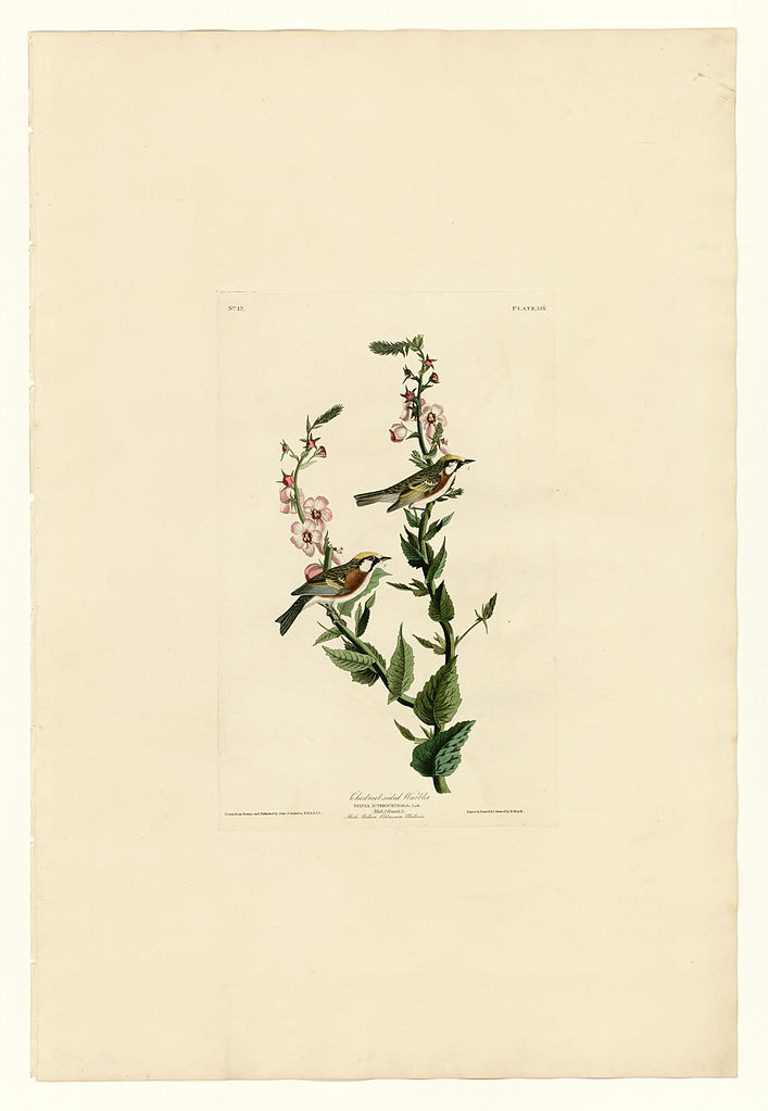 Plate 59. Chestnut sided Warbler John James Audubon tablo - Dekolata