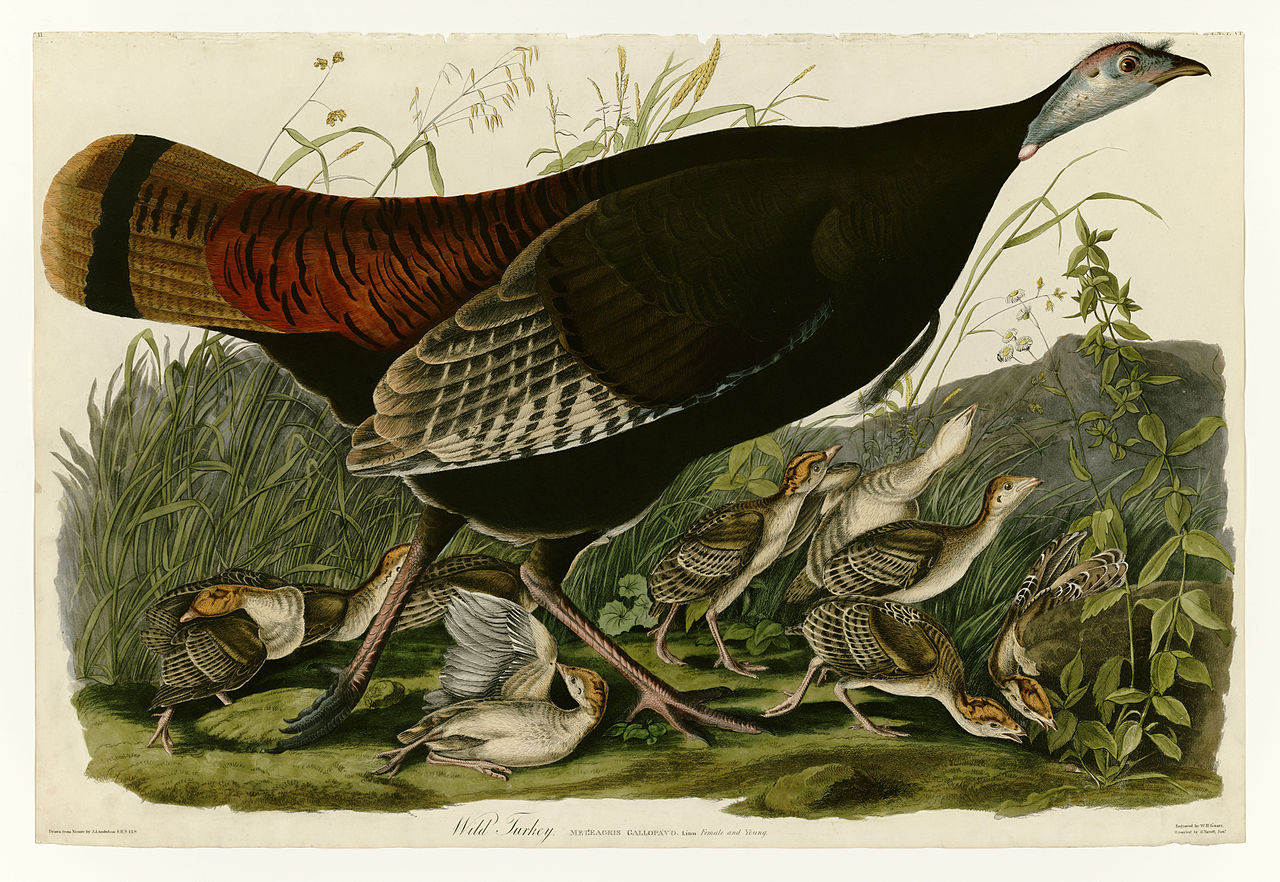 Plate 6. Wild Turkey John James Audubon tablo - Dekolata