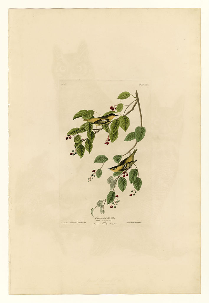 Plate 60. Carbonated Warbler John James Audubon tablo - Dekolata