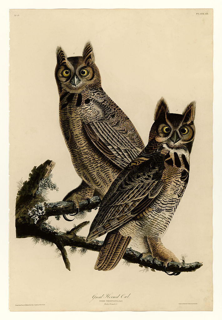 Plate 61. Great Horned Owl John James Audubon tablo - Dekolata