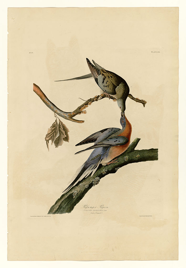 Plate 62. Passenger Pigeon John James Audubon tablo - Dekolata