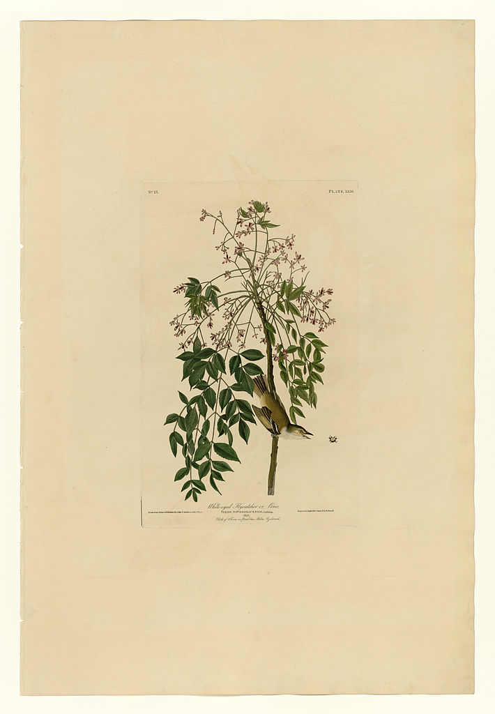 Plate 63 White eyed Flycatcher or Vireo John James Audubon tablo - Dekolata